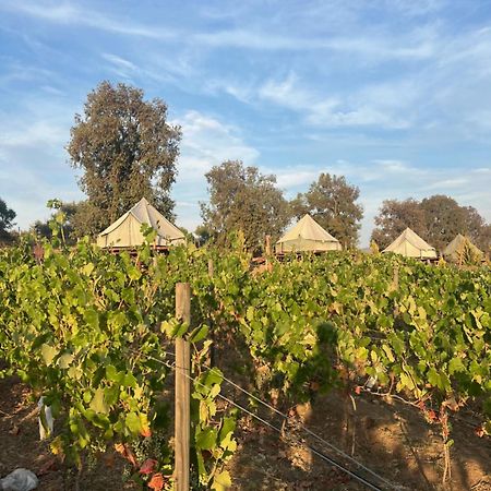Lago Valle Wine Glamping Вале де Гуадалупе Екстериор снимка