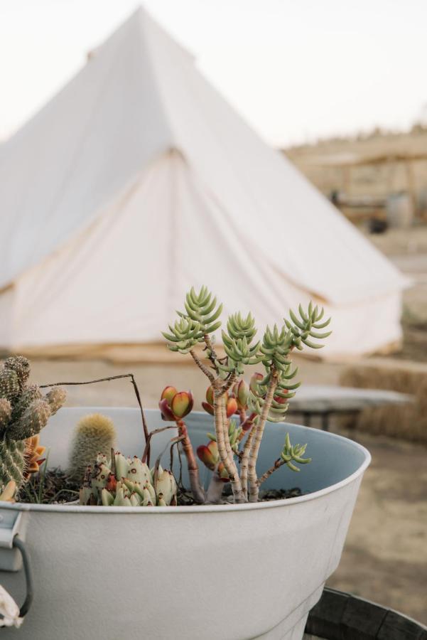 Lago Valle Wine Glamping Вале де Гуадалупе Екстериор снимка