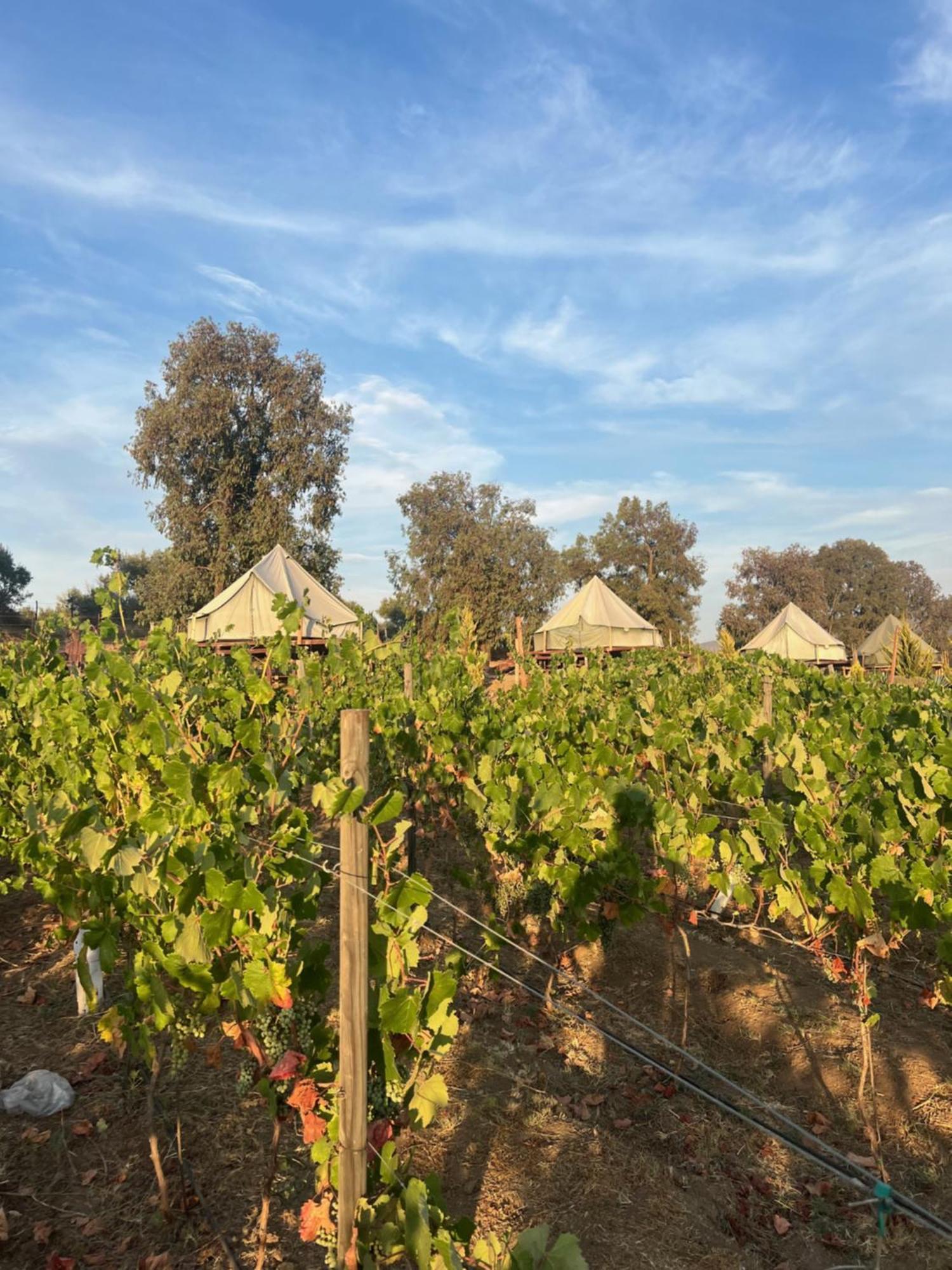 Lago Valle Wine Glamping Вале де Гуадалупе Екстериор снимка